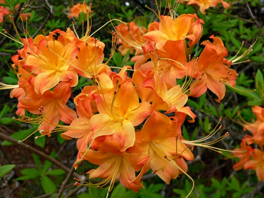 {Rhododendron calendulaceum}